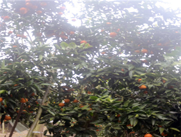 長(zhǎng)壽水沙漣農(nóng)家樂采摘新鮮水果